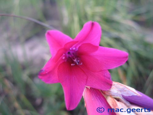 Dierama Blackbird